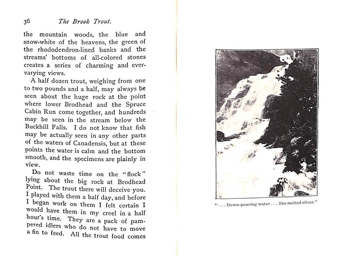 "The Book Trout and the Determined Angler" 1970 BRADFORD, Charles Barker