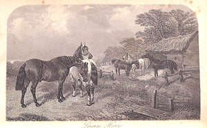 "Saddle and Sirloin, Silk and Scarlet, Field and Fern, Scott and Sebright, The Post and the Paddock" 1865 DIXON, H.H. & The Druid