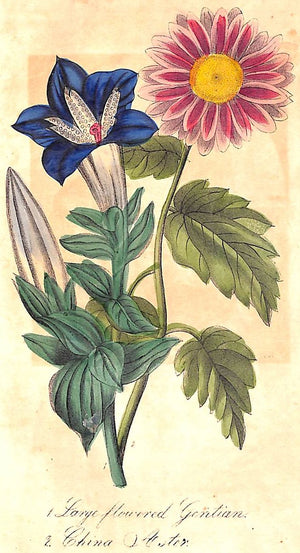 "The Ladies' Wreath An Illustrated Annual" 1852 IRVING, Helen