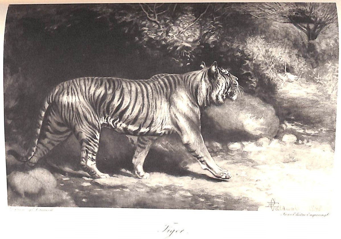 "Encyclopedia Of Sport Vols I & II" 1897 (SOLD)