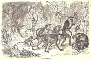 "Our Zoological Friends" 1876 COULTAS, Harland