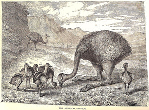 "Our Zoological Friends" 1876 COULTAS, Harland