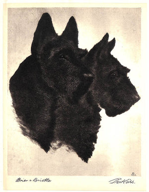 "Portraits Of Dogs" 1931 COBB, Bert