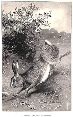 "The Hare: Fur And Feather Series" 1896 WATSON, Alfred E.T.