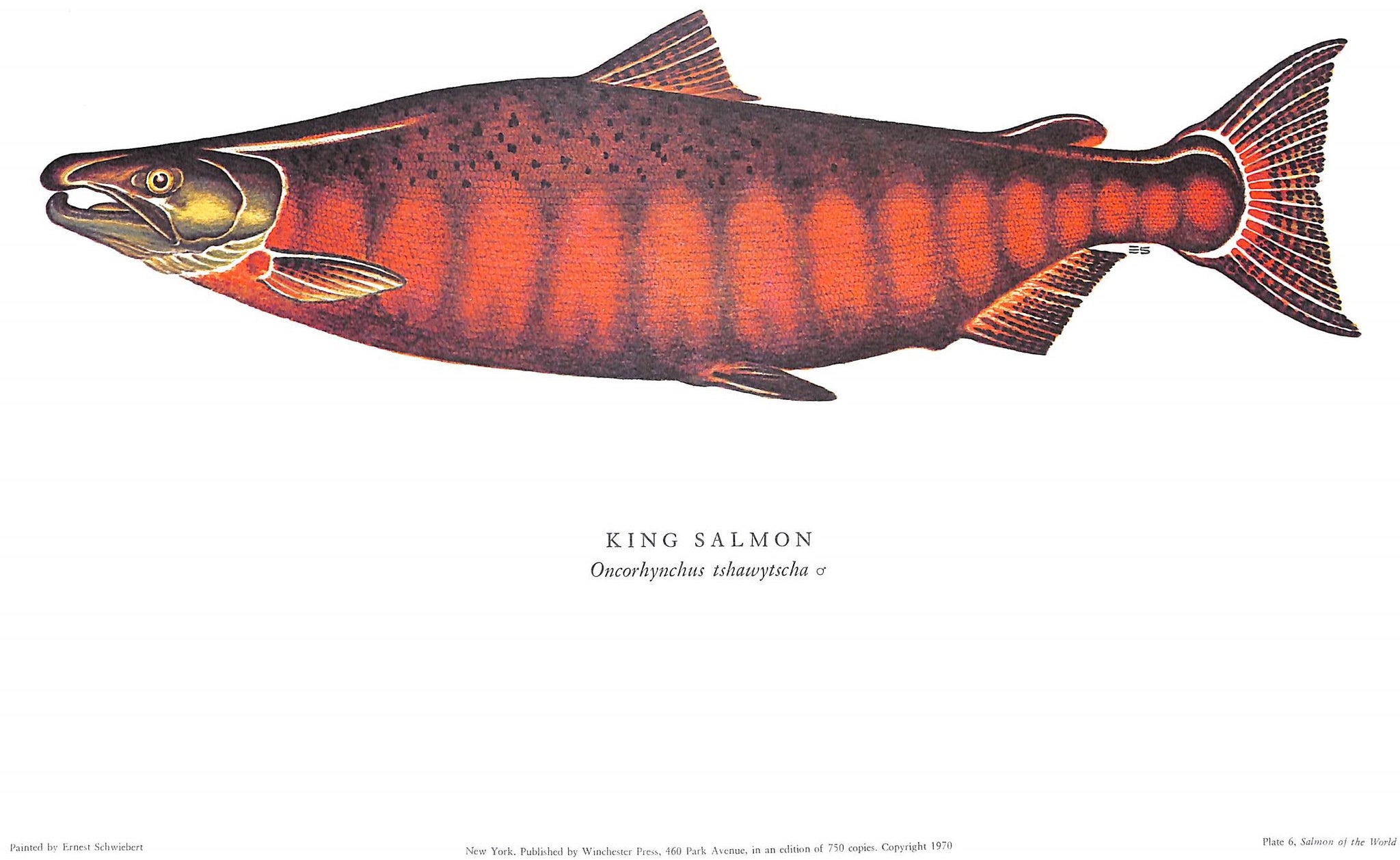 "Salmon Of The World" 1970 SCHWIEBERT, Ernest