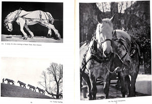 "The World Of Horses" 1938 LYON, W.E. and DIXON, G.H.S.