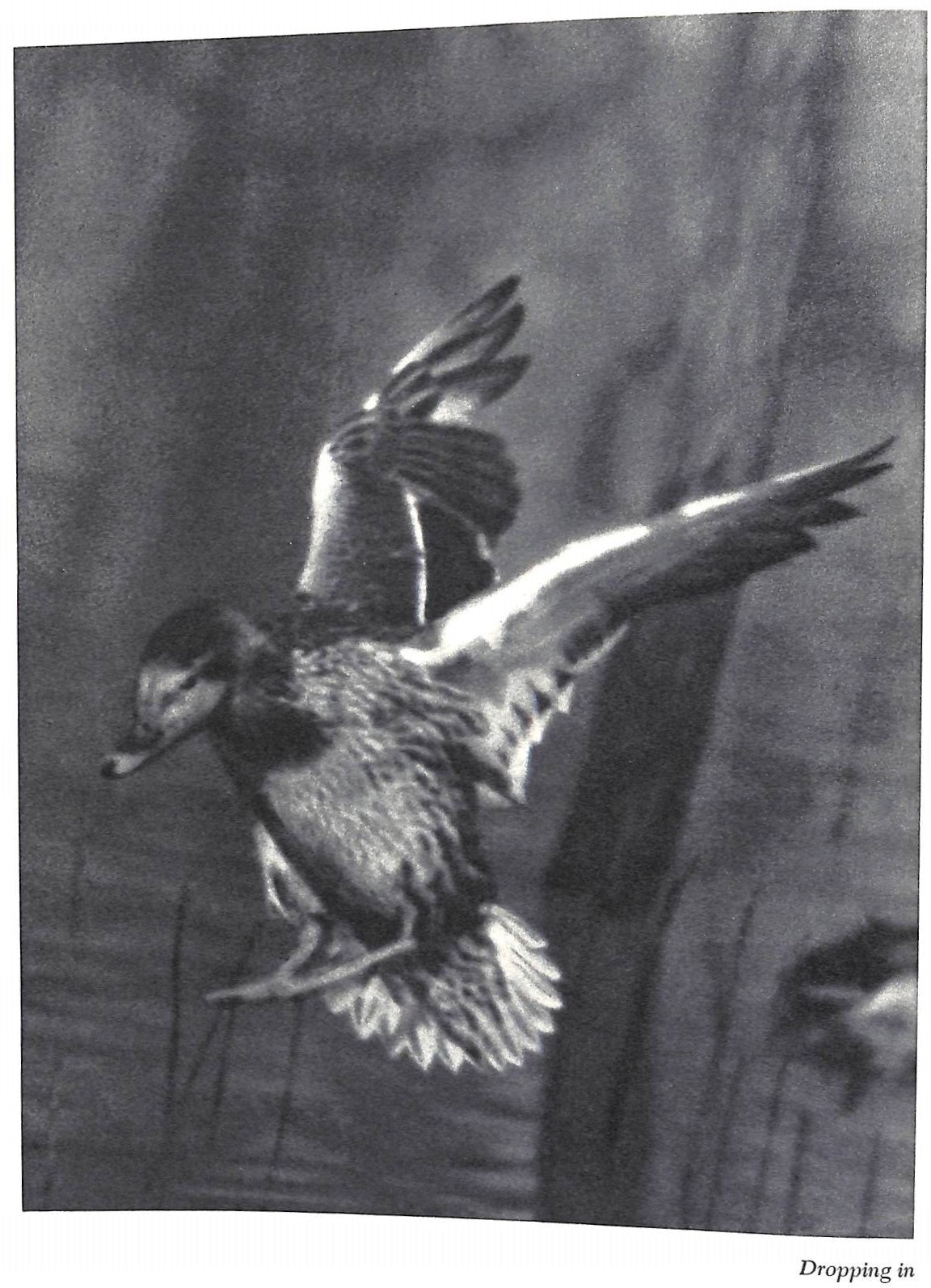 "Prairie Wings: Pen And Camera Flight Studies" 1946 QUEENY, Edgar M.