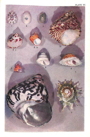 "Florida Marine Shells" 1945 VILAS, C.N. and N.R.