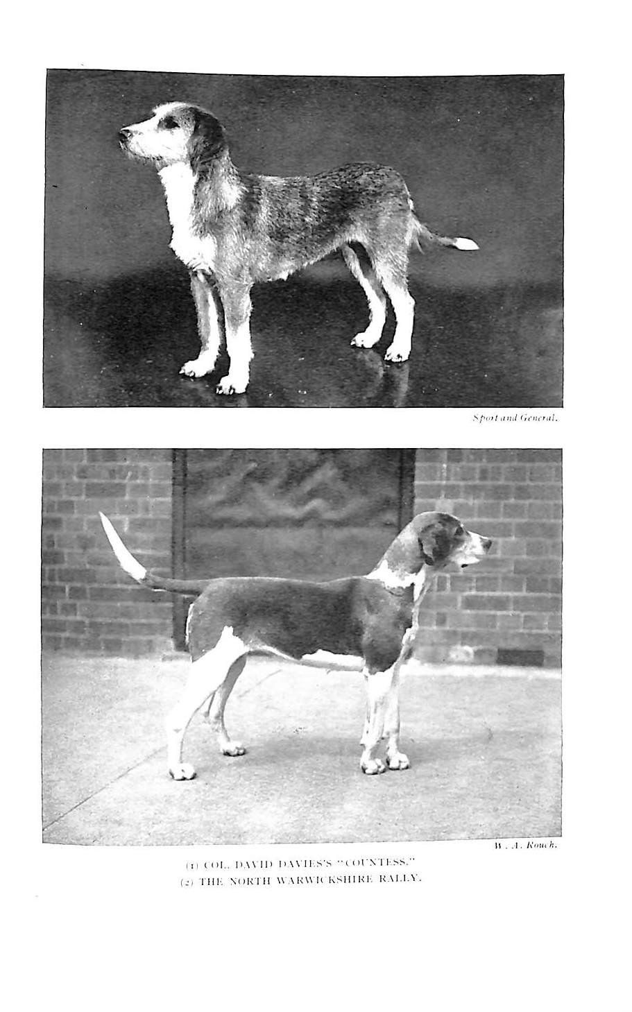 "Fox-Hunting In The Twentieth Century" 1925 DIXON, William Scarth