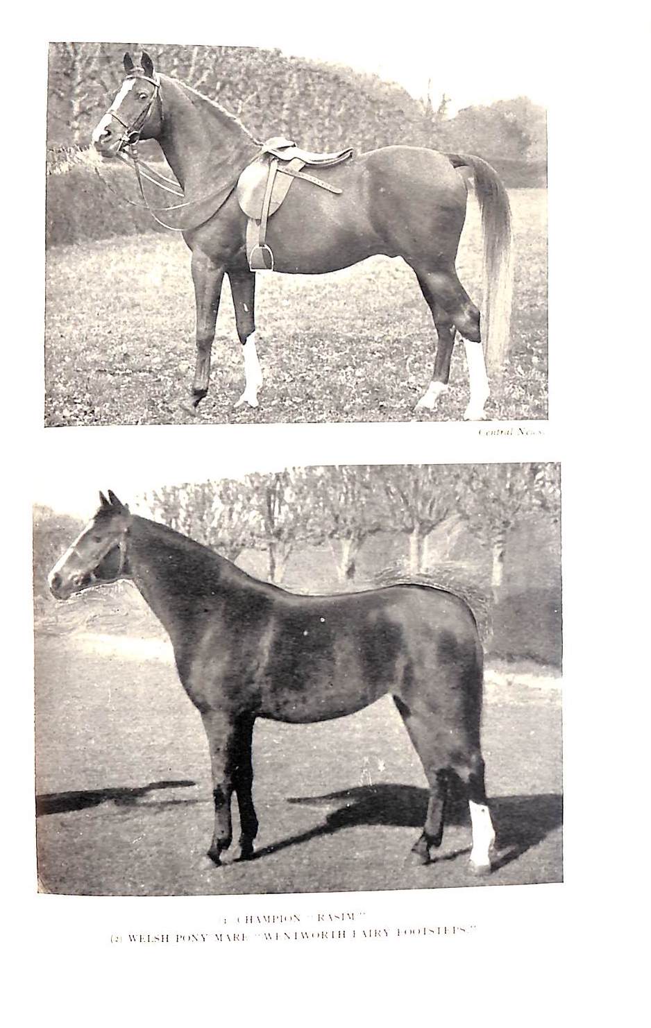 "Fox-Hunting In The Twentieth Century" 1925 DIXON, William Scarth