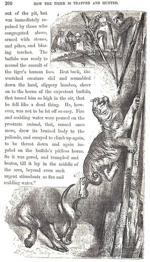 "Wild Sports Of The World: A Boy's Book Of Natural History And Adventure" 1862 GREENWOOD, James