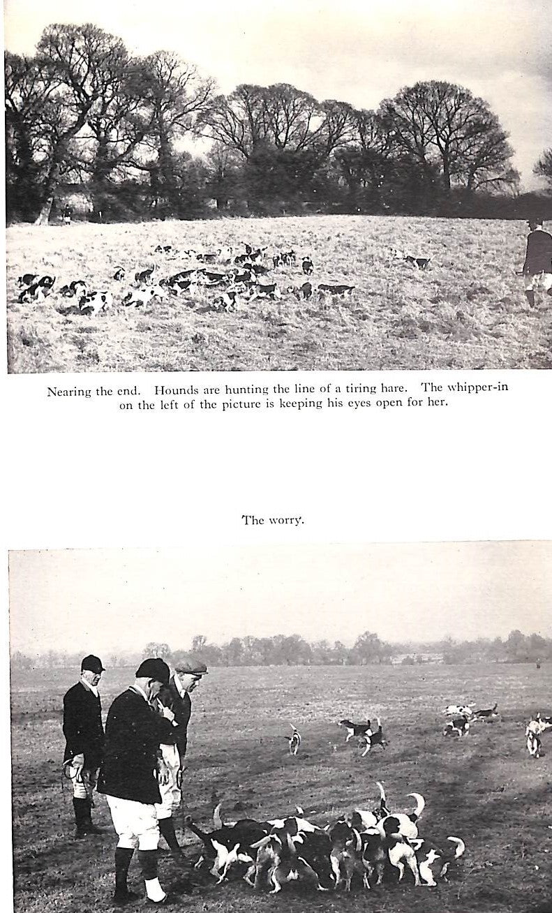 "Beagling" 1954 IVESTER LLOYD, J. (SOLD)