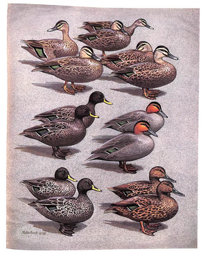 "The Waterfowl Of The World: Volumes One & Two" 1954, 1956 DELACOUR, Jean