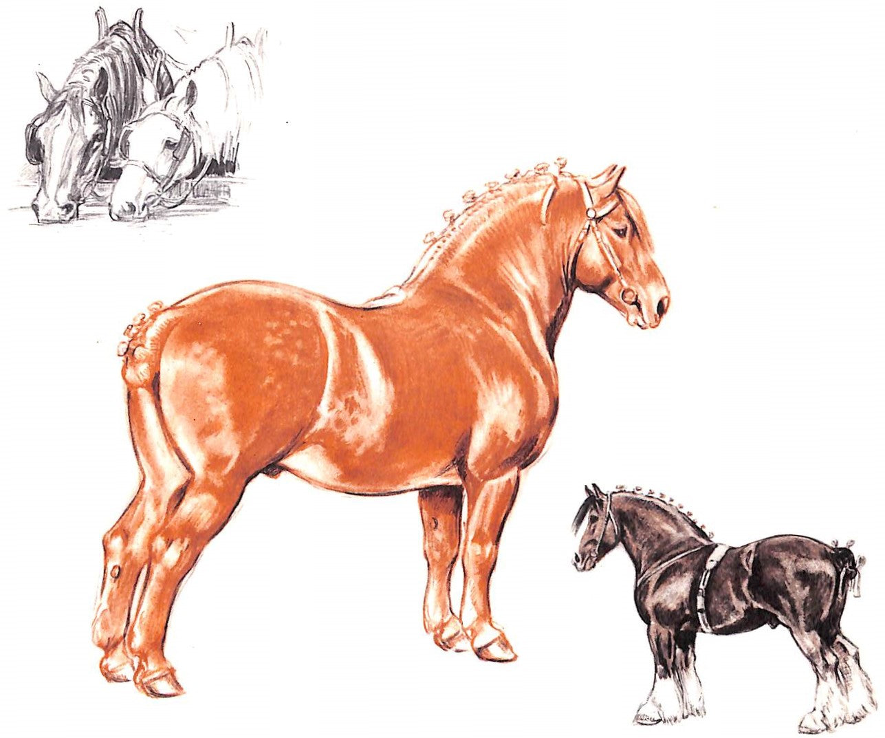 "Horses" 1946 MEGARGEE, Edwin