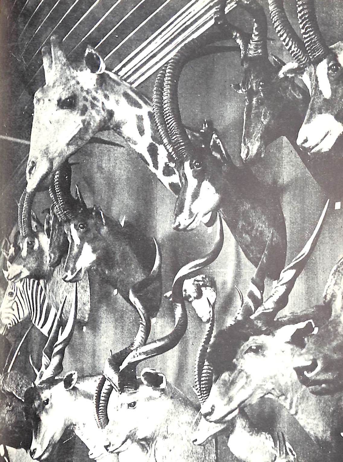 "Out In The Noonday Sun: Edwardian In The Tropics" 1985 PAKENHAM, Valerie