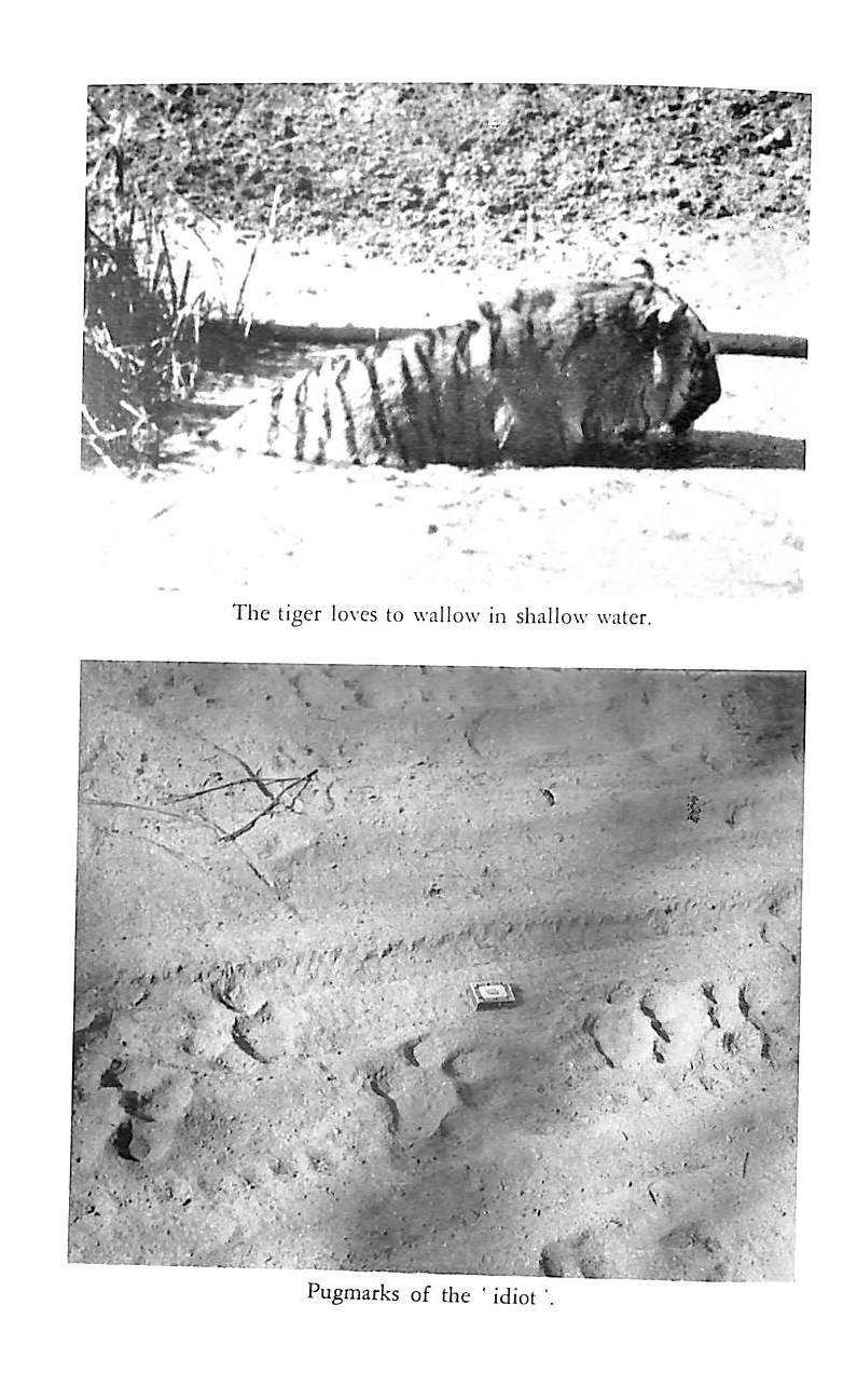 "Tryst With Tigers" 1967 JUNG, Sher