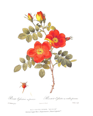 "The Roses Pierre-Joseph Redoute" 2007 REDOUTÉ, Pierre-Joseph, [1759 -1840]