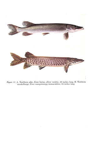 "Northern Fishes: With Special Reference To The Upper Mississippi Valley" 1943 EDDY, Samuel and SURBER, Thaddeus