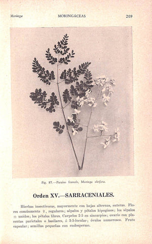 "Flora De Cuba Volumen II Dicoteledoneas: Casuarinaceas A Meliaceas" 1951 Hno. Leon Y Hno. Alain