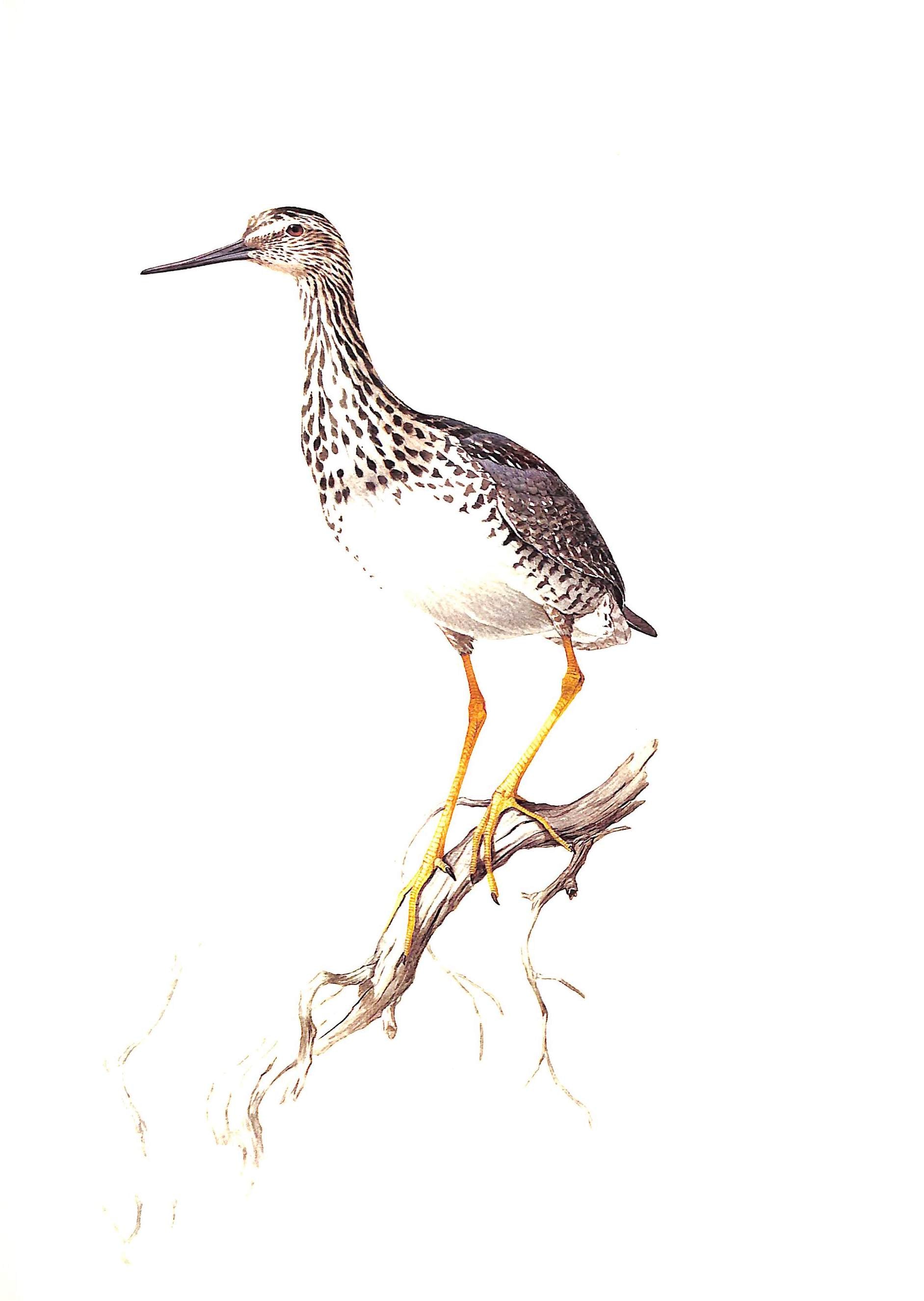 "Birds Of The Northern Forest" 1966 LIVINGSTON, John A. [text by]