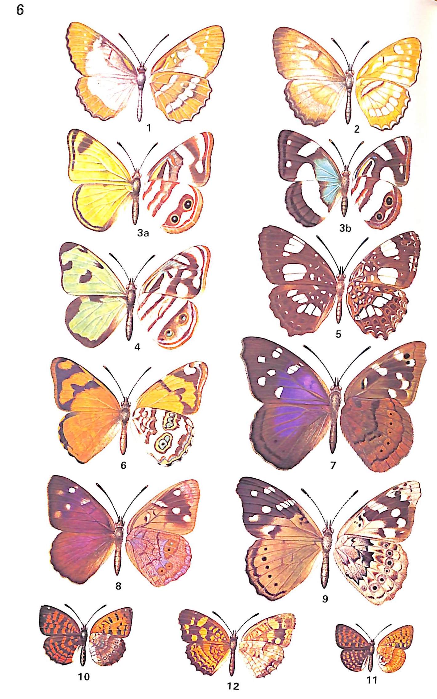 "A Field Guide To The Butterflies Of The West Indies" 1975 RILEY, Norman D.