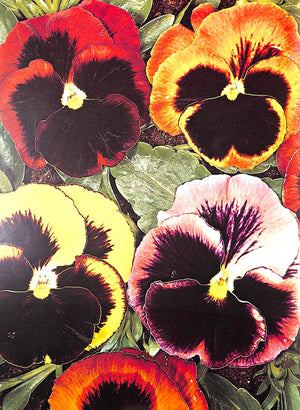 "Flowers In History" 1970 COATS, Peter