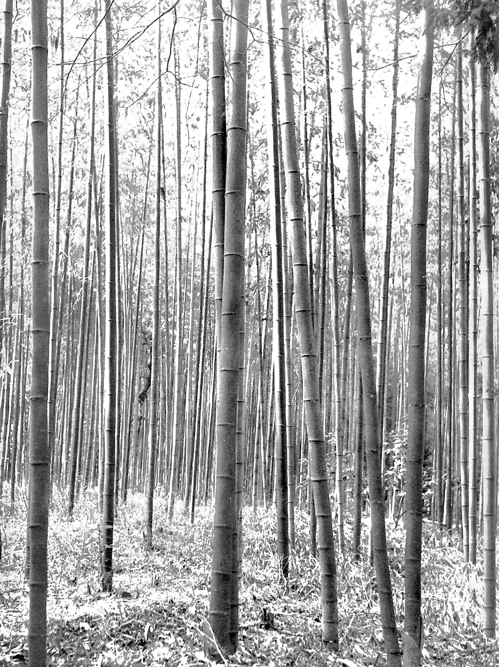 "Japanese" 1959 BEATON, Cecil