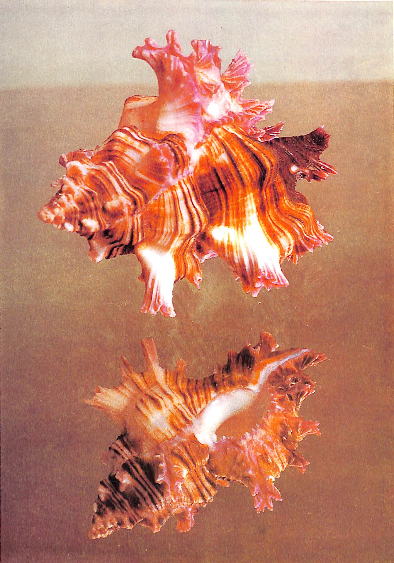 "The Shell: Five Hundred Million Years Of Inspired Design" 1988 STIX, Hugh and Marguerite and ABBOTT, R. Tucker (SOLD)