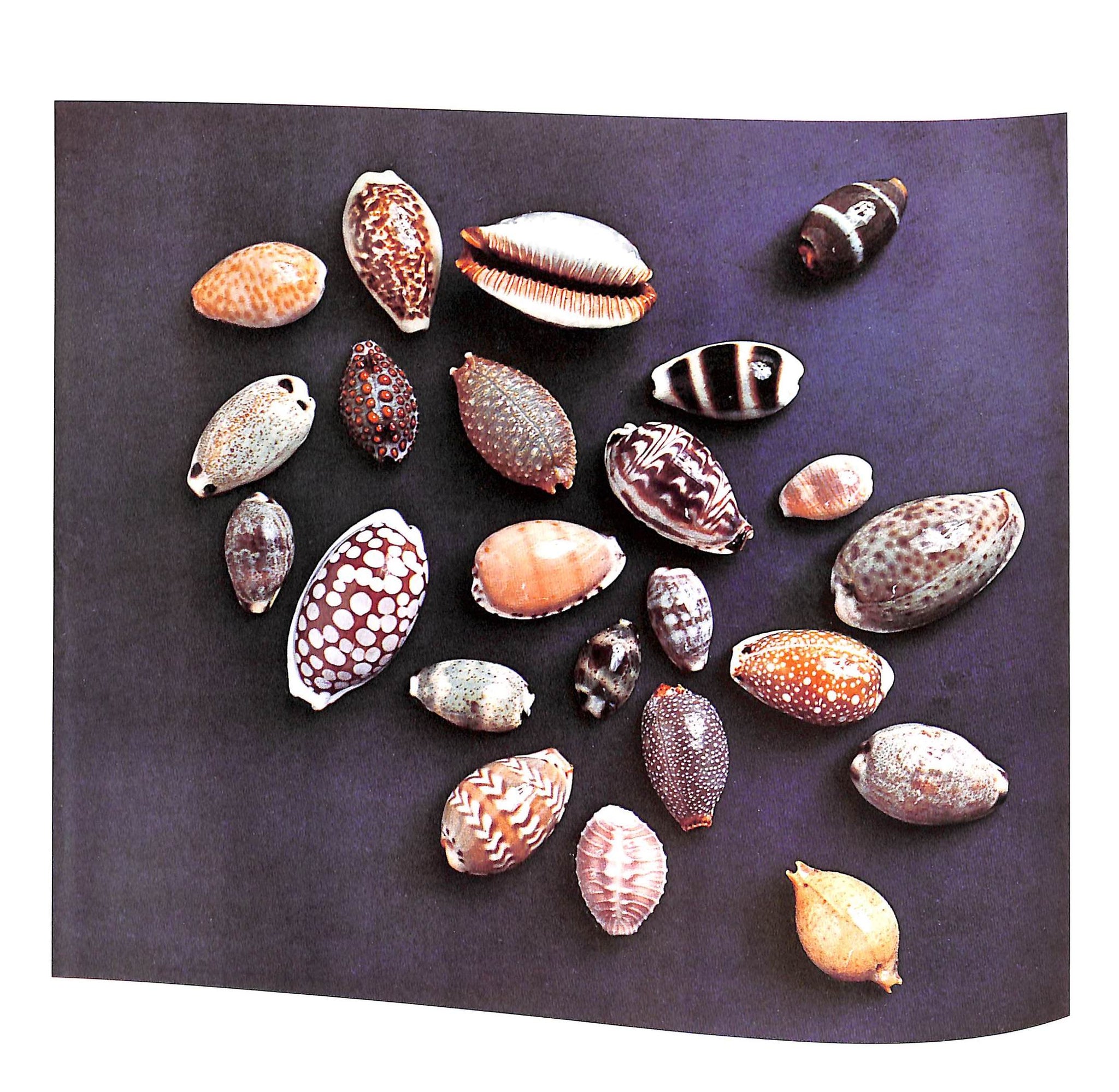 "The Shell: Five Hundred Million Years Of Inspired Design" 1988 STIX, Hugh and Marguerite and ABBOTT, R. Tucker (SOLD)