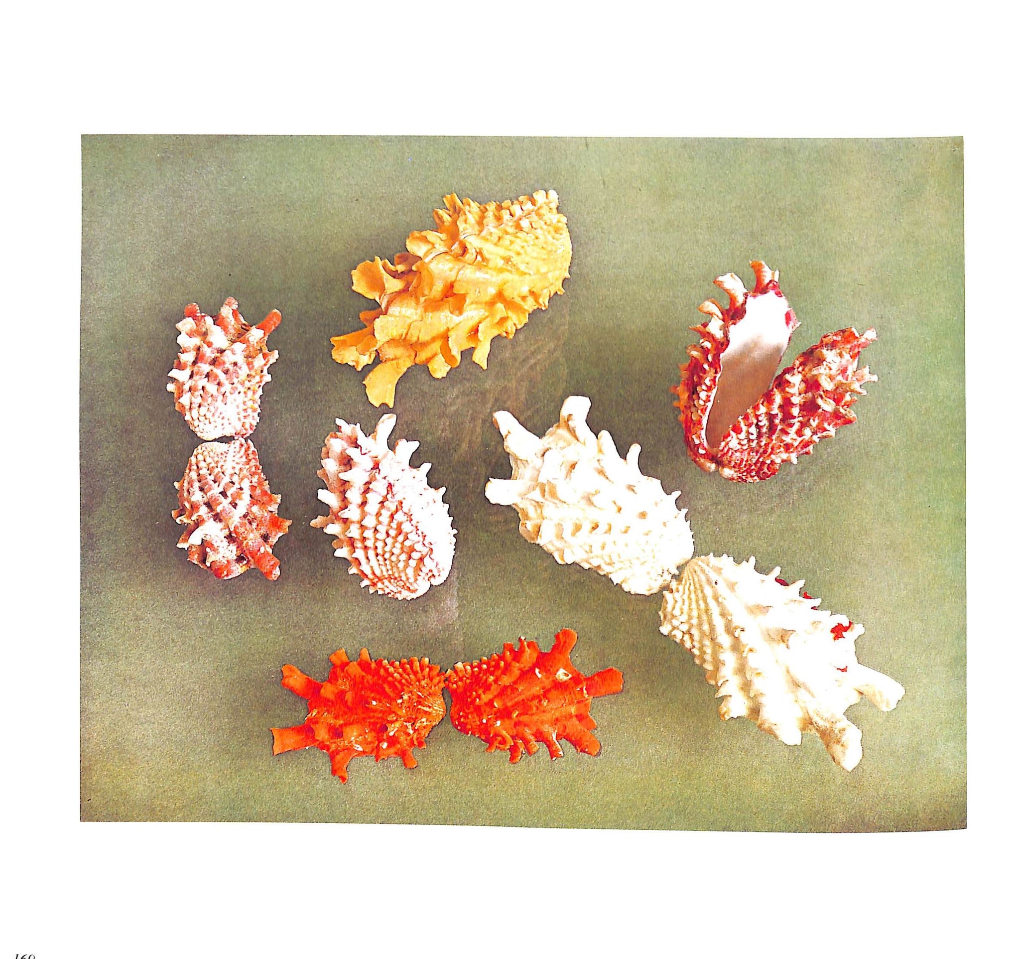 "The Shell: Five Hundred Million Years Of Inspired Design" 1988 STIX, Hugh and Marguerite and ABBOTT, R. Tucker (SOLD)