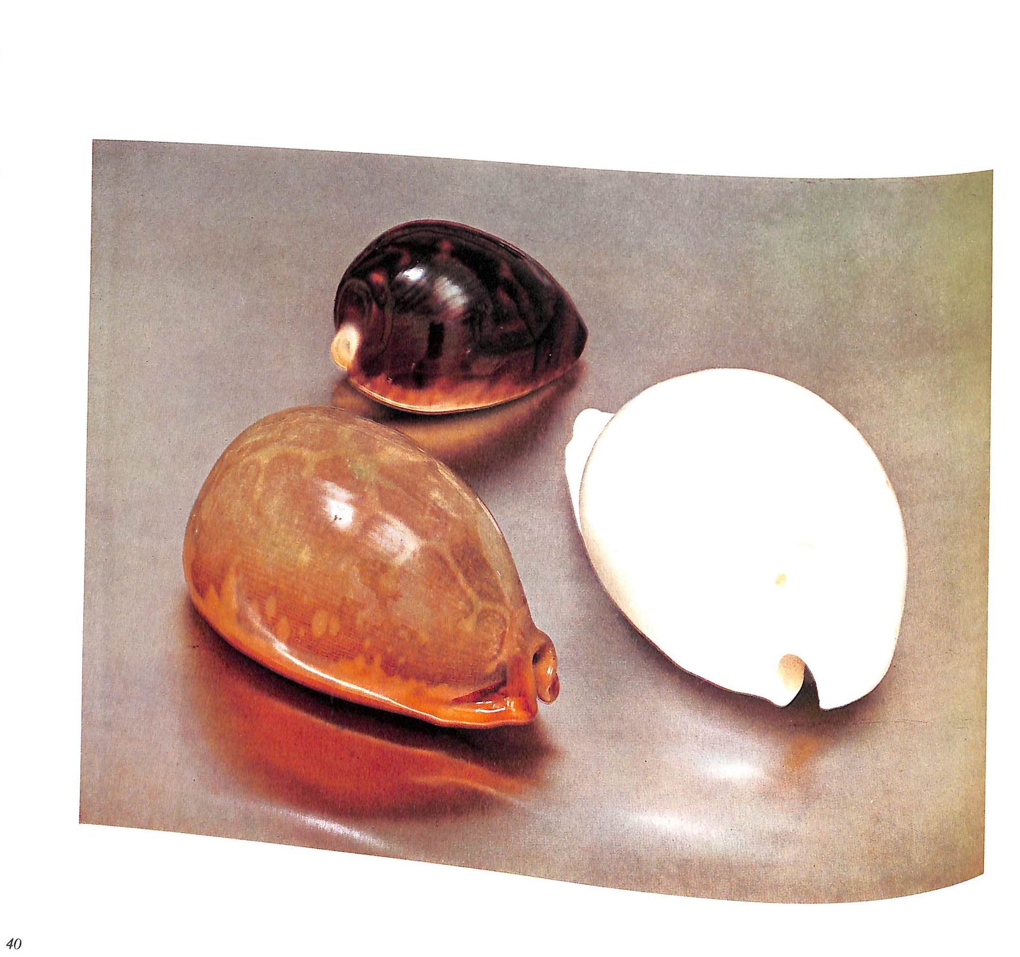 "The Shell: Five Hundred Million Years Of Inspired Design" 1988 STIX, Hugh and Marguerite and ABBOTT, R. Tucker (SOLD)