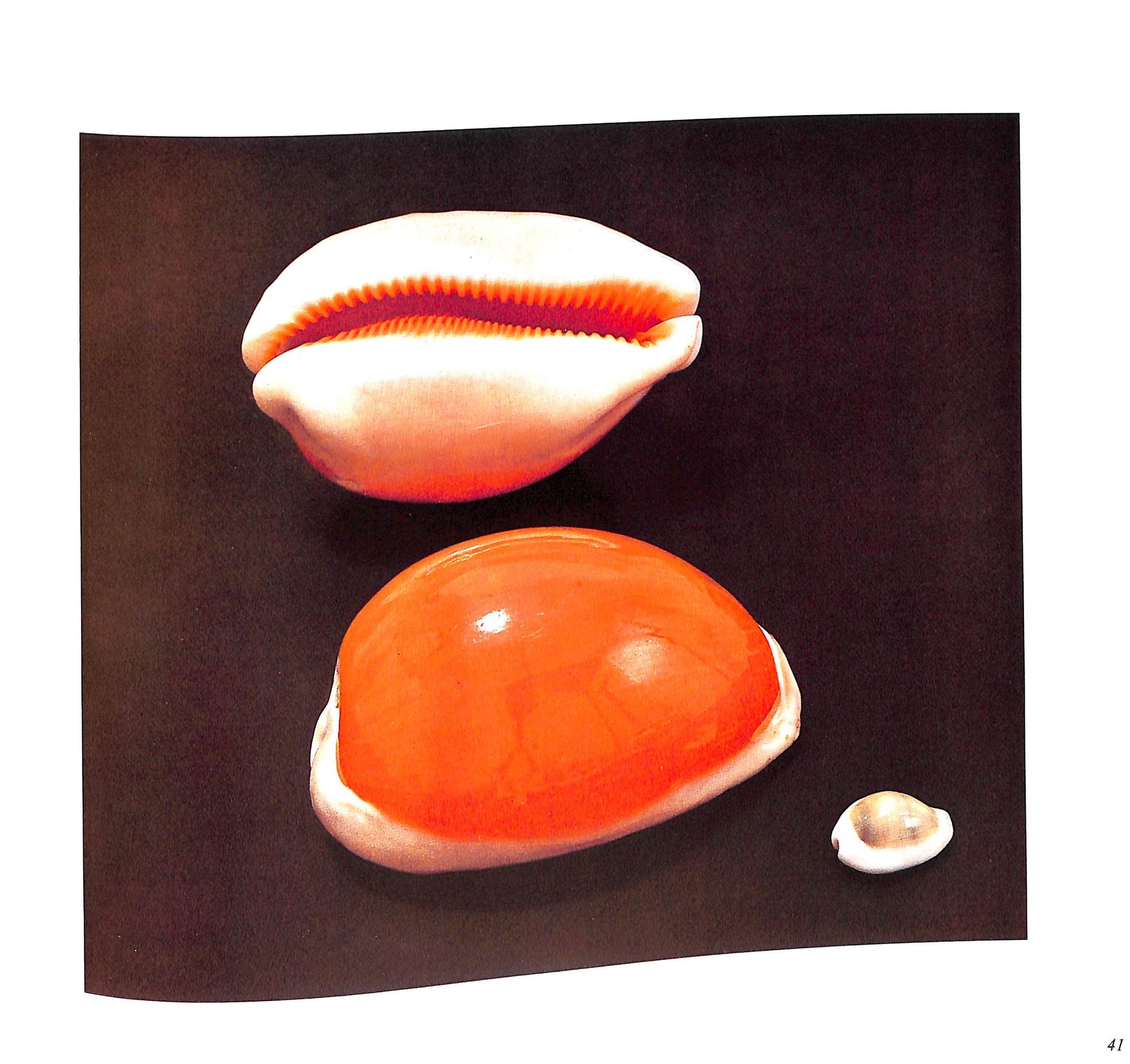 "The Shell: Five Hundred Million Years Of Inspired Design" 1988 STIX, Hugh and Marguerite and ABBOTT, R. Tucker (SOLD)