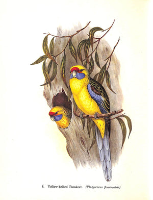 "Tropical Birds" 1948 SITWELL, Sacheverell