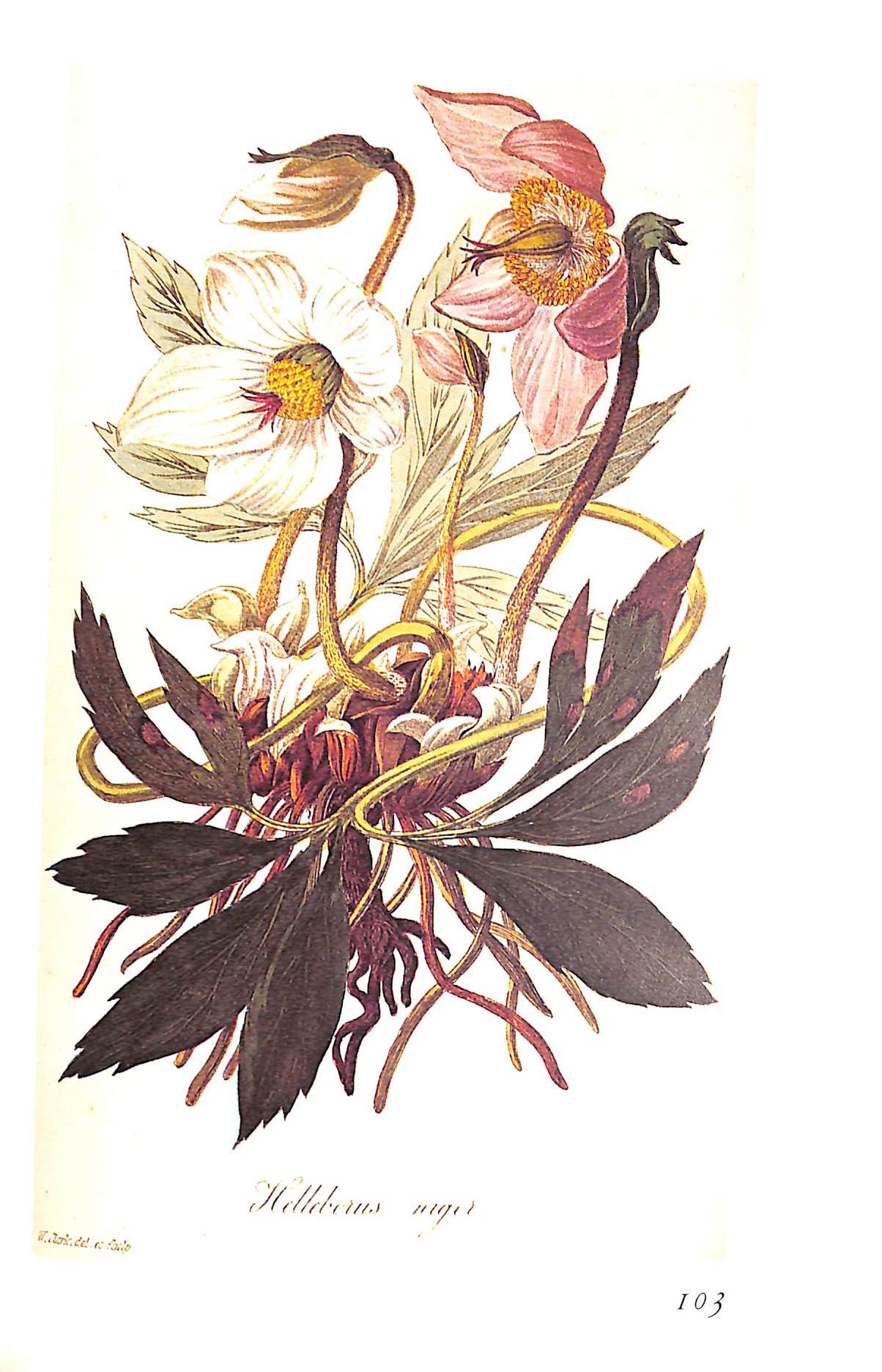 "The Treasury Of Flowers" 1975 COATS, Alice M.