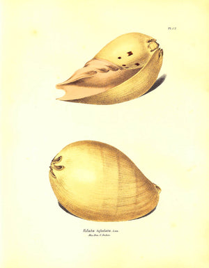 "Exotic Conchology Or Drawings And Descriptions Of Rare Beautiful Or Undescribed Shells" 1968 SWAINSON, William