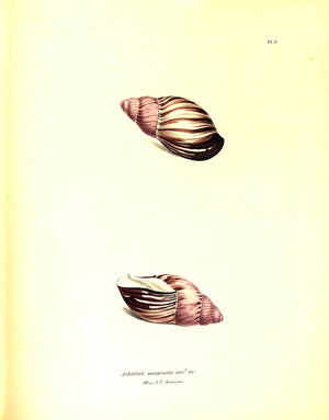 "Exotic Conchology Or Drawings And Descriptions Of Rare Beautiful Or Undescribed Shells" 1968 SWAINSON, William