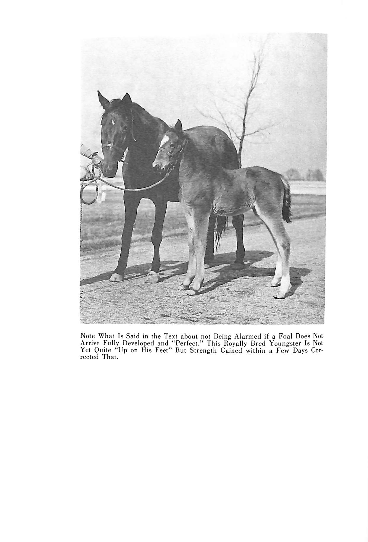 "Breeding Your Own How To Raise And Train Colts For Pleasure And Profit" 1939 BOSWORTH, Clarence E.
