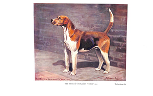 "The Foxhound Of The Twentieth Century The Breeding And Work Of The Kennels Of England" 1914 BRADLEY, Cuthbert
