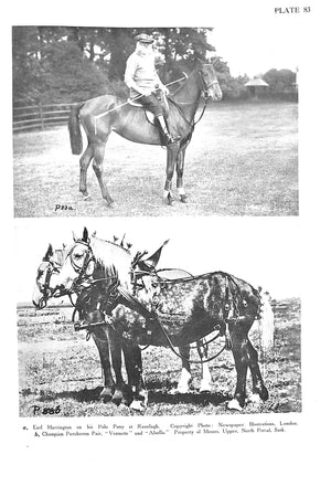 "Modern Horse Management" 1915 TIMMIS, Major Reginald S.