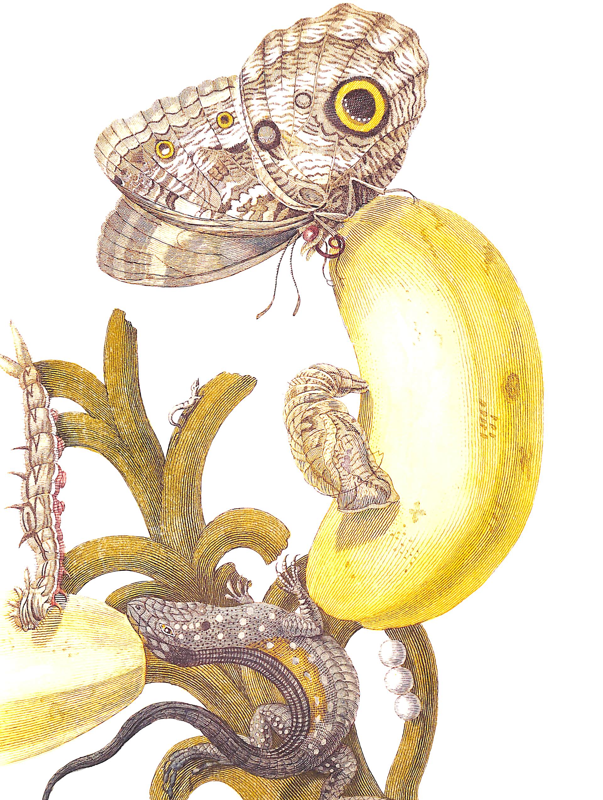 "Botanicals: Butterflies & Insects" 2008 OVERSTREET, Leslie K.