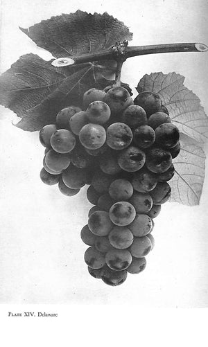 "Grapes And Vines: From Home Vineyards" 1945 HEDRICK, U. P.