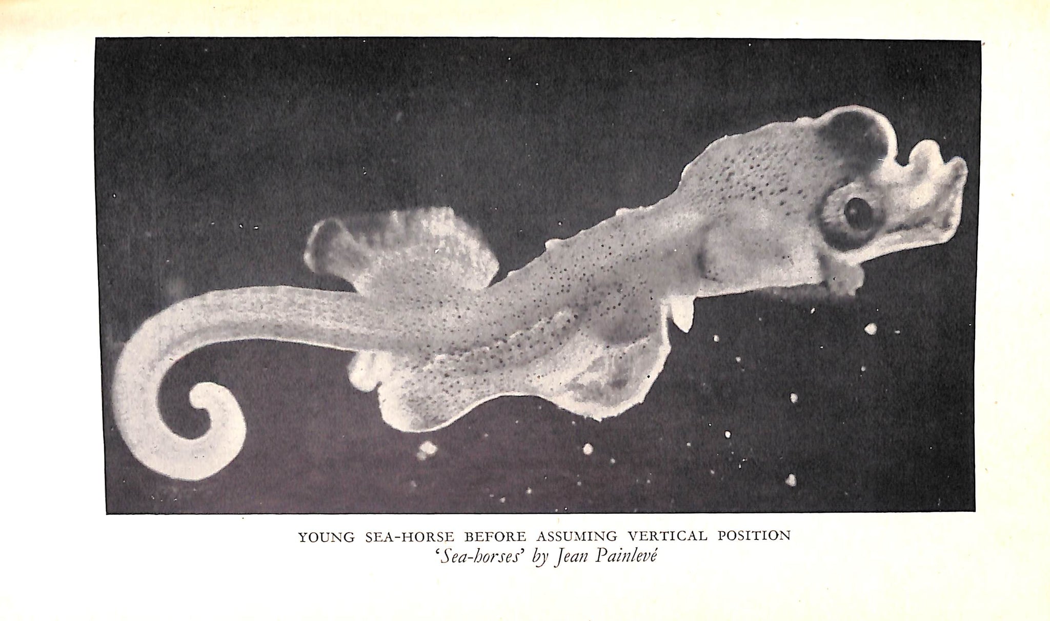 "New Road 5" 1949 GARDINER, Wrey