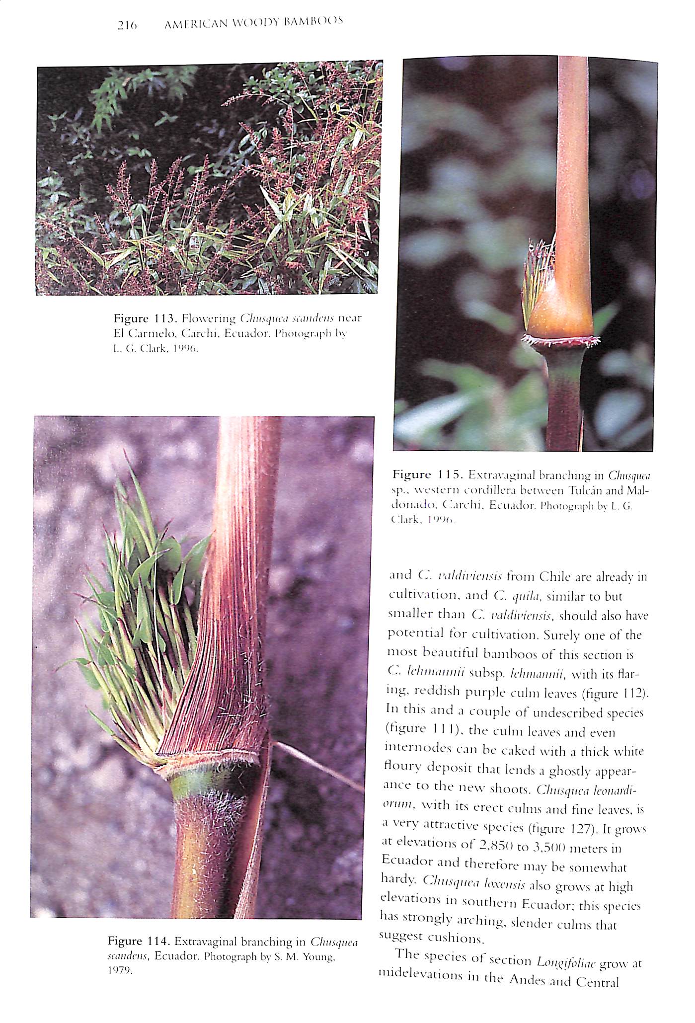 "American Bamboos" JUDZIEWICZ, Emmet J.