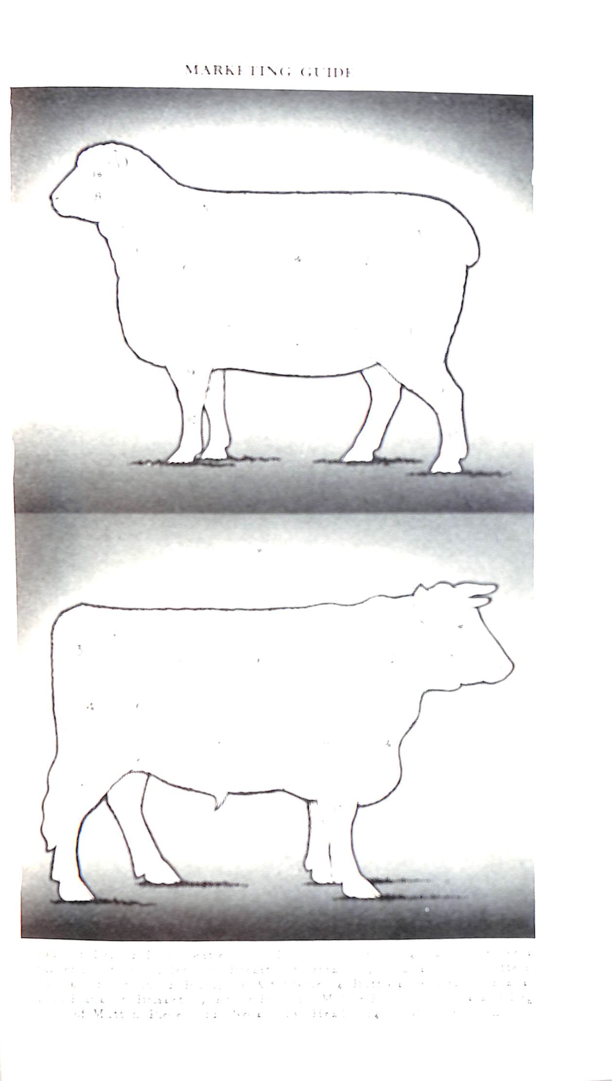 Mrs Beeton's Household Management A Complete Cookery Book