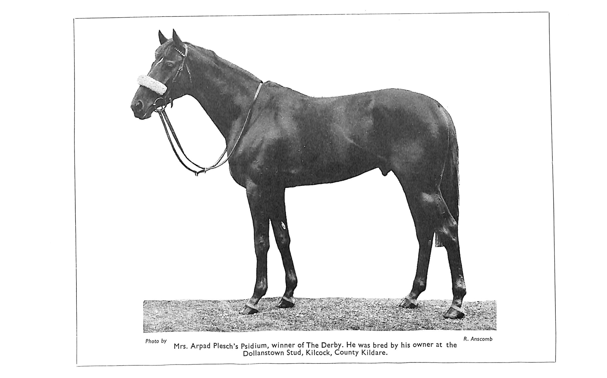 "The Irish Horse Volume XXIX" 1961