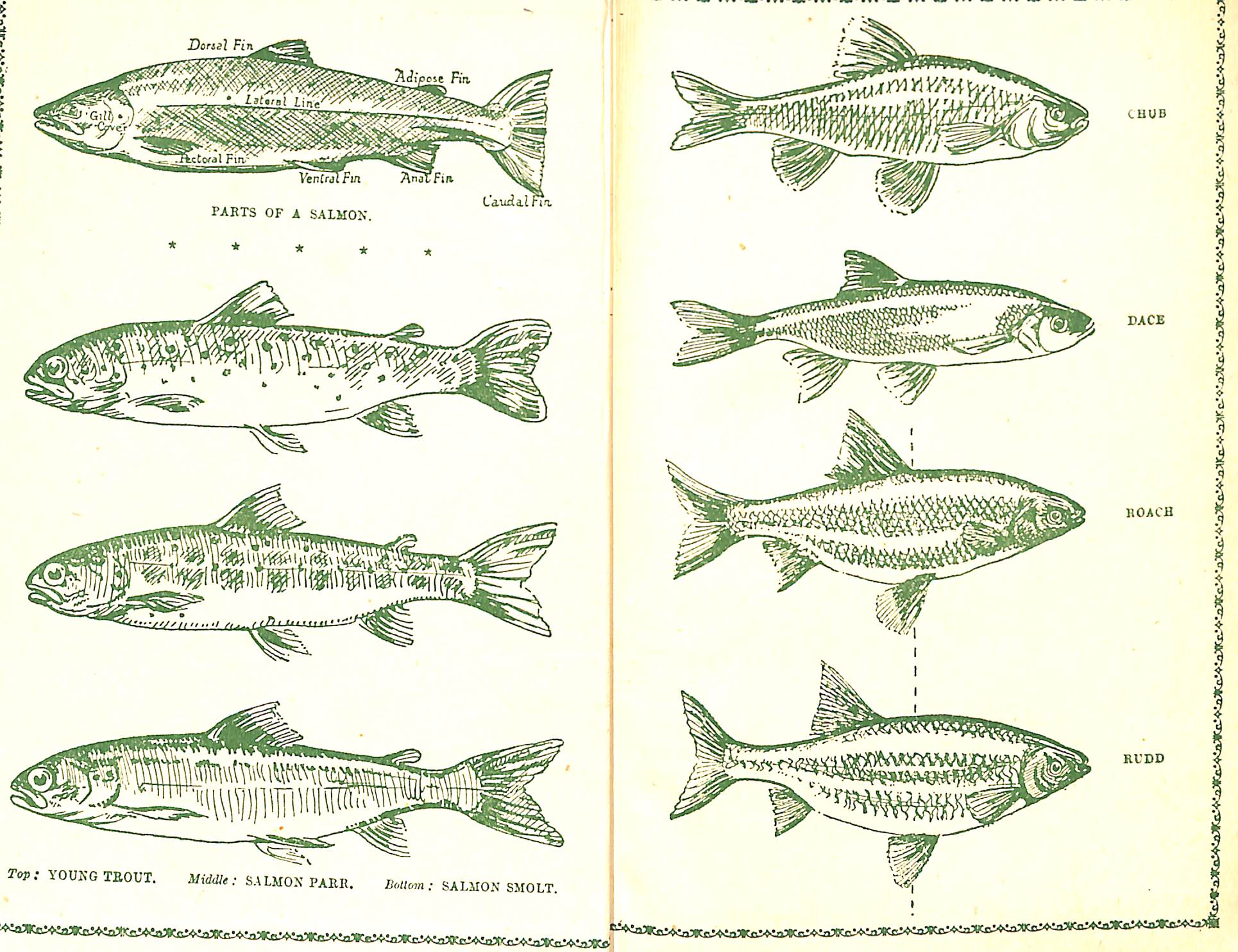 "The Angler's Week-End Book" 1949 TAVENER, Eric & MOORE, John