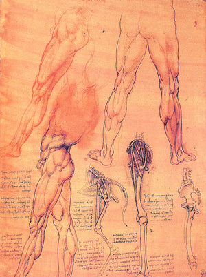 "Leonardo Da Vinci The Anatomy Of Man" 1992 CLAYTON, Martin