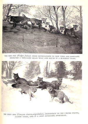 "Hounds And Hunting: Through The Ages" 1933 THOMAS, Joseph B. [M.F.H.]