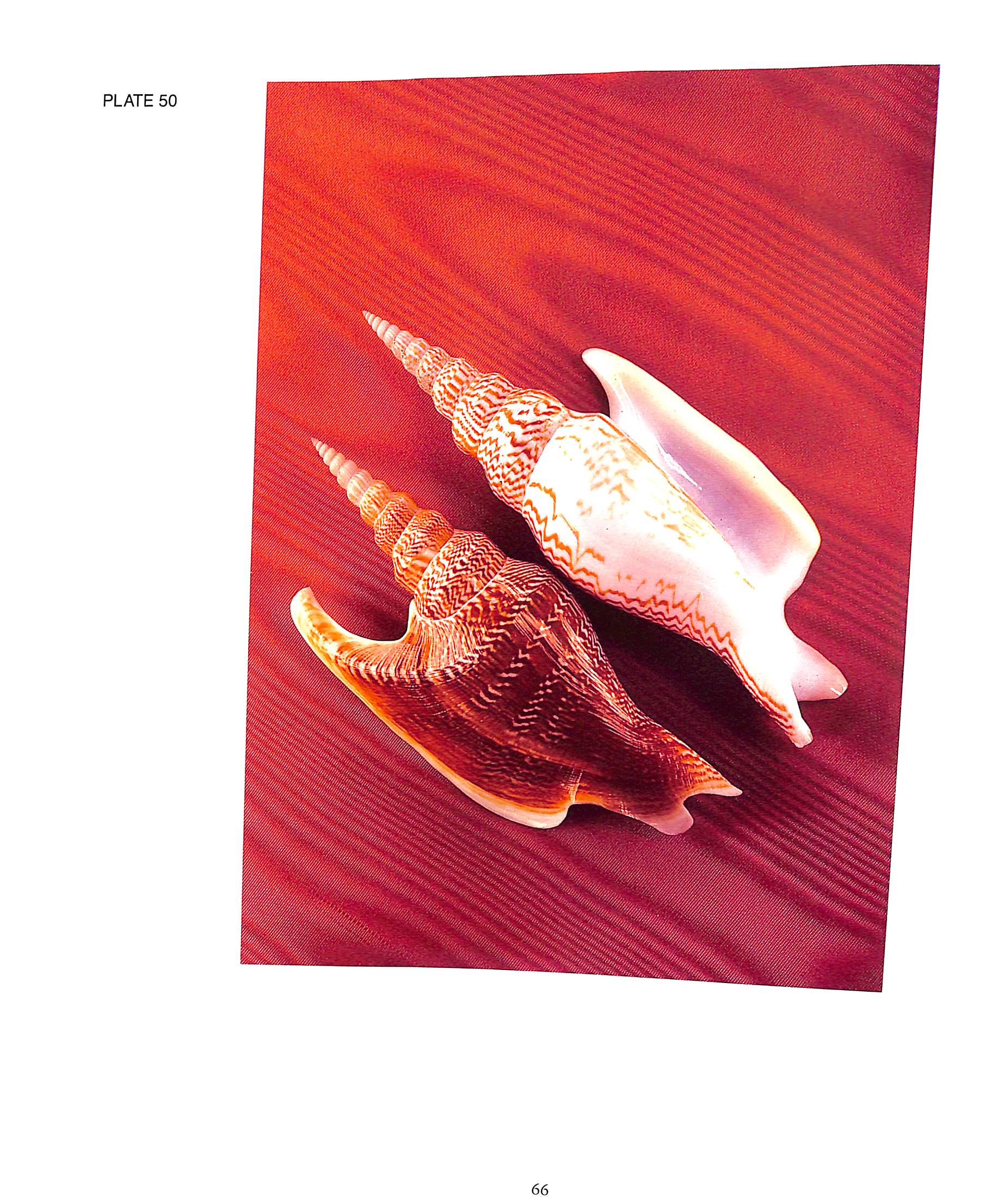 "Shells: Jewels From The Sea" 1989 HARASEWYCH, M.G.