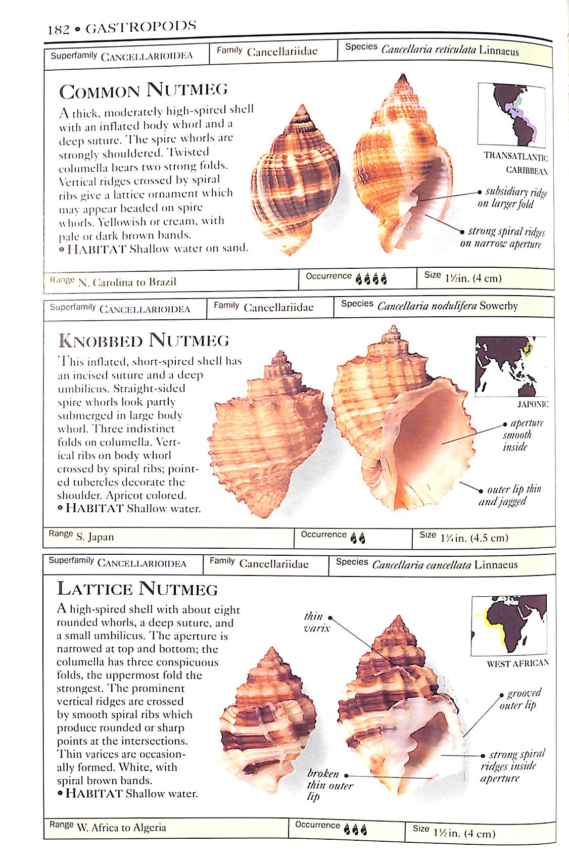 Seashells by MillhillClassifying Seashells